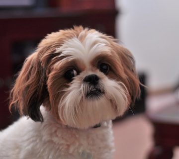 معرفی سگ نژاد شیتزو