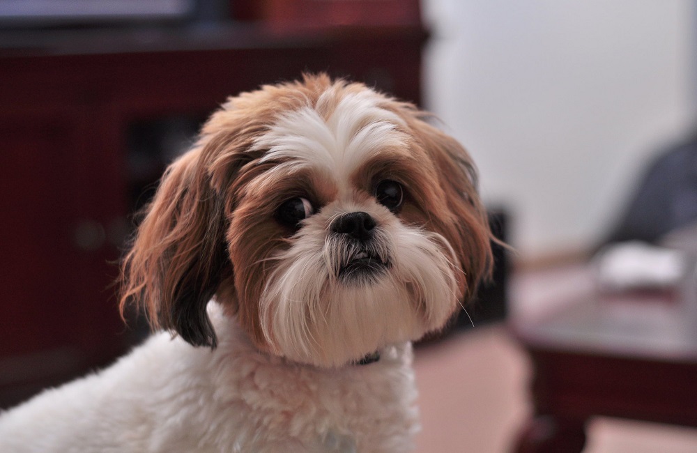 معرفی سگ نژاد شیتزو