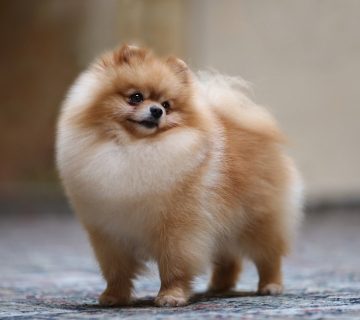 معرفی نژاد سگ پامرانین