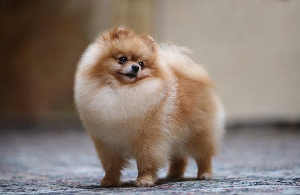 معرفی نژاد سگ پامرانین