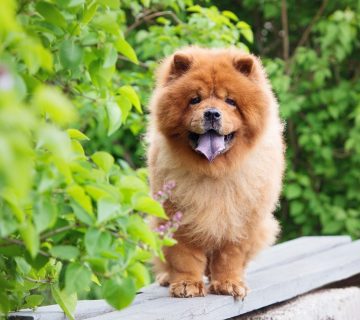 خرید و فروش سگ چاوچاو