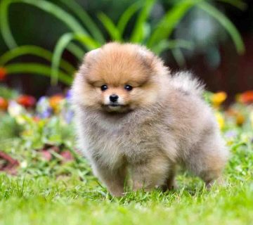 فروش سگ پامرانین