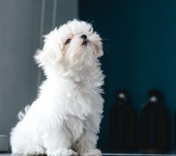 معرفی سگ نژاد مالتیز