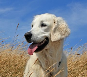 معرفی نژاد گلدن رتریور