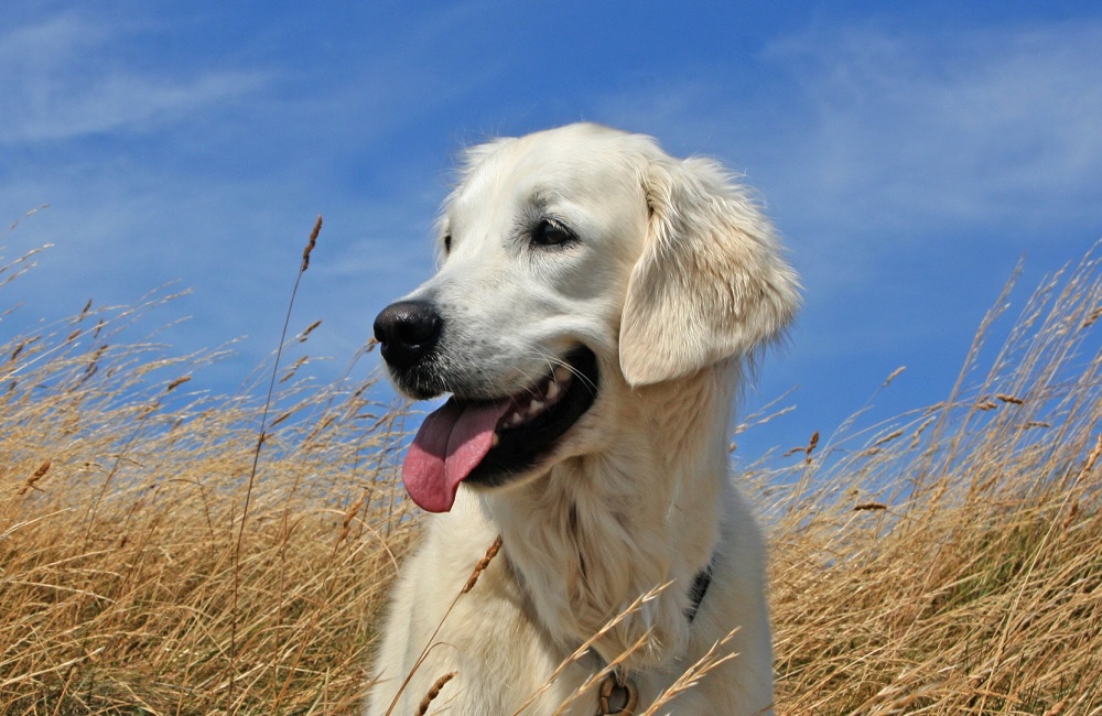 معرفی نژاد گلدن رتریور