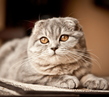 معرفی نژاد گربه اسکاتیش