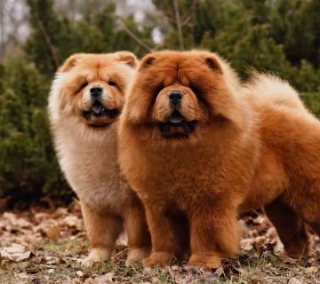 نبایدهای خرید سگ چاوچاو