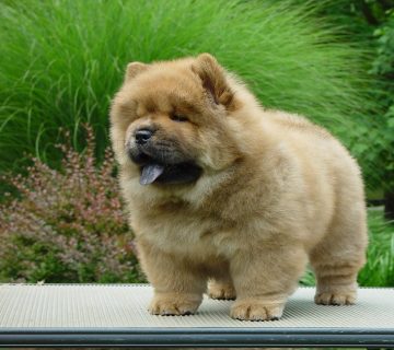 خرید سگ چاو چاو