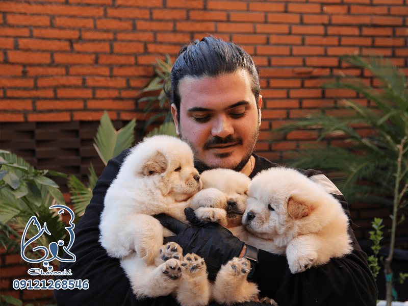 فروش سگ چاوچاو