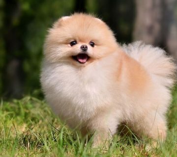 سایت خرید سگ پامرانین