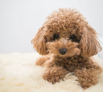 قیمت خرید سگ پودل عروسکی