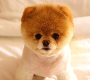 خرید پامرانین خرسی