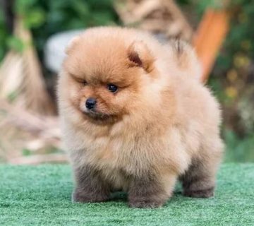 قیمت خرید پامرانین خرسی