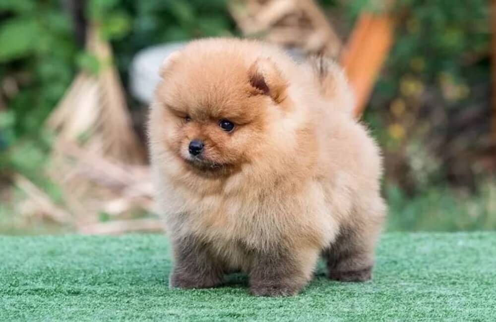 قیمت خرید پامرانین خرسی