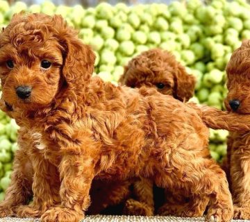 خرید و فروش سگ پودل