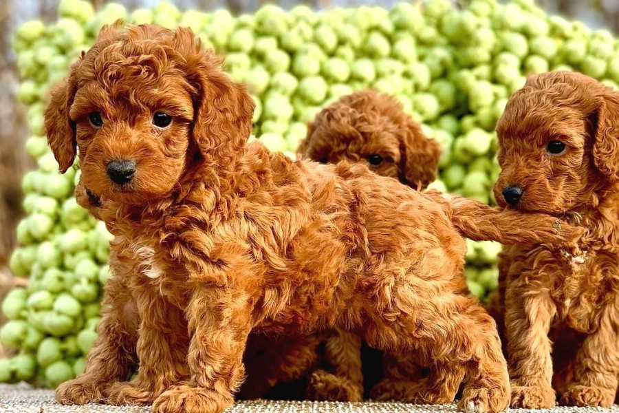 خرید و فروش سگ پودل