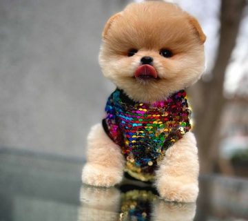 مرکز فروش سگ پامرانین