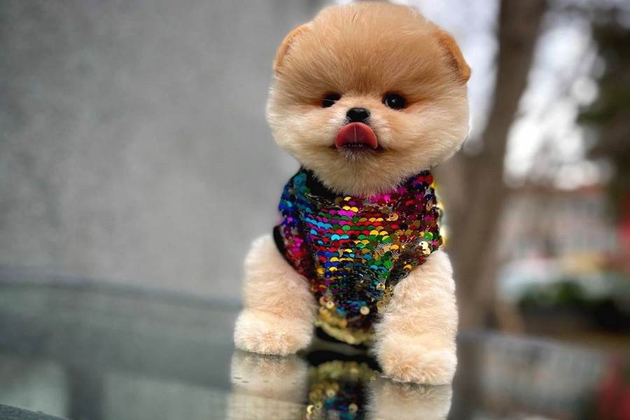 مرکز فروش سگ پامرانین