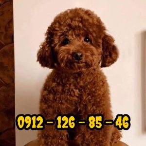 سگ پودل برای فروش