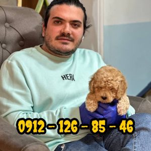 پودل برای فروش