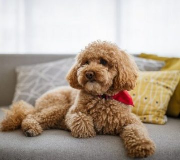 سگ پودل برای فروش