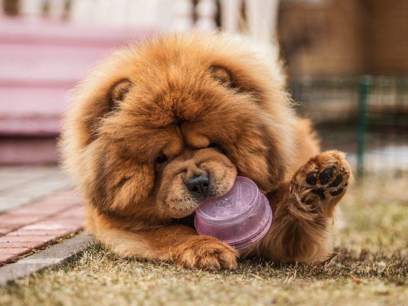 سگ چاوچاو برای فروش