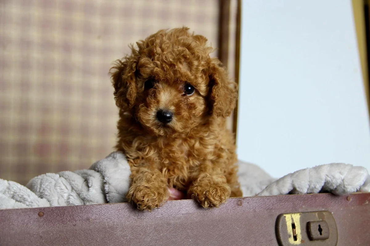 فروش سگ پودل