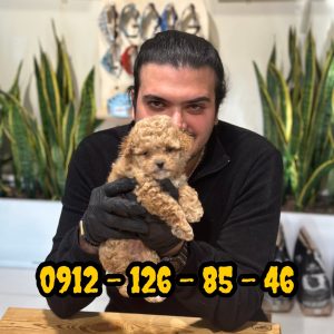فروش سگ پودل وارداتی