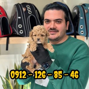 فروش سگ پودل وارداتی