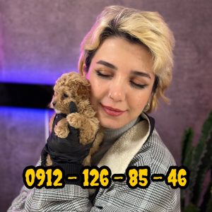 فروش سگ پودل وارداتی