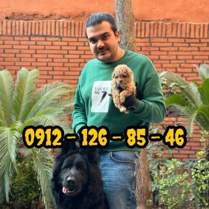 فروش سگ پودل وارداتی