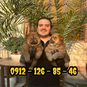 فروش سگ چاوچاو وارداتی