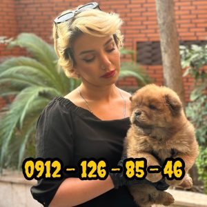 فروش سگ چاوچاو وارداتی