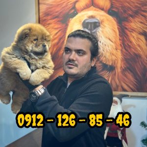 فروش سگ چاوچاو وارداتی