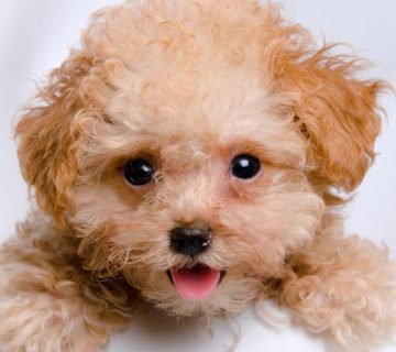 فروش سگ پودل