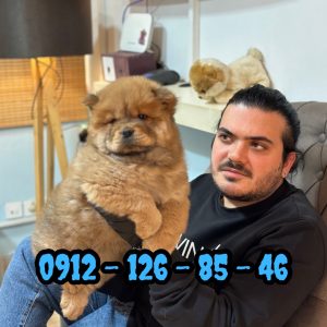 فروش چاوچاو سالم