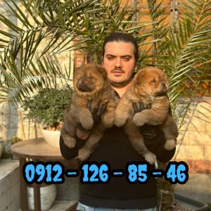 فروش سگ چاوچاو