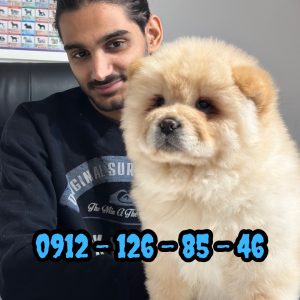 سگ چاوچاو سالم