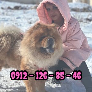 خرید سگ چاوچاو