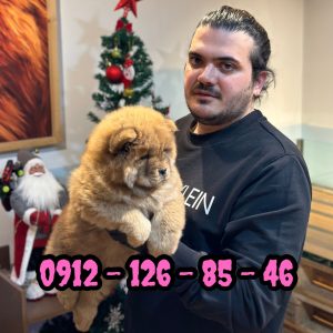 فروش سگ چاوچاو