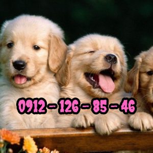 خرید سگ گلدن