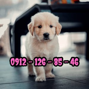 فروش سگ گلدن رتریور