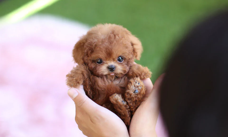 فروش سگ پودل