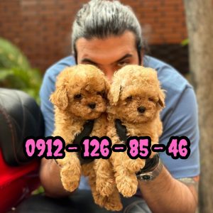 فروش سگ پودل