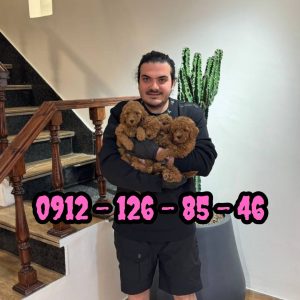 فروش سگ پودل