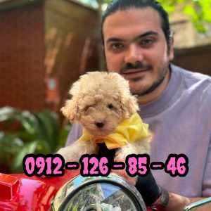 فروش سگ پودل