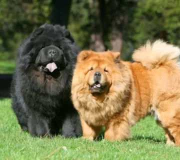 فروش سگ چاوچاو