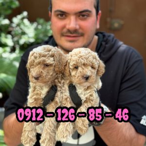 فروش سگ پودل