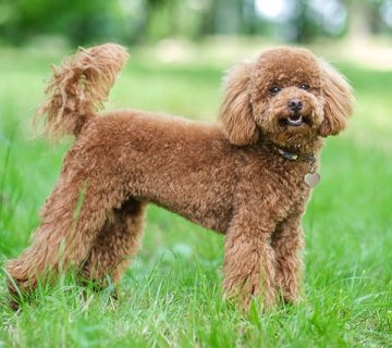 فروش سگ پودل