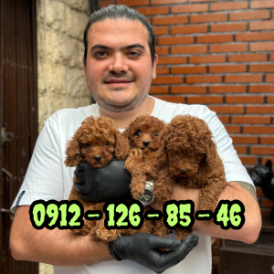 سگ پودل